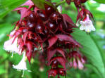 Leycesteria